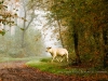 Sous-bois avec incrustation de la vache.